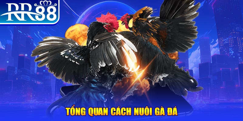 luck888 VA Điện Tử